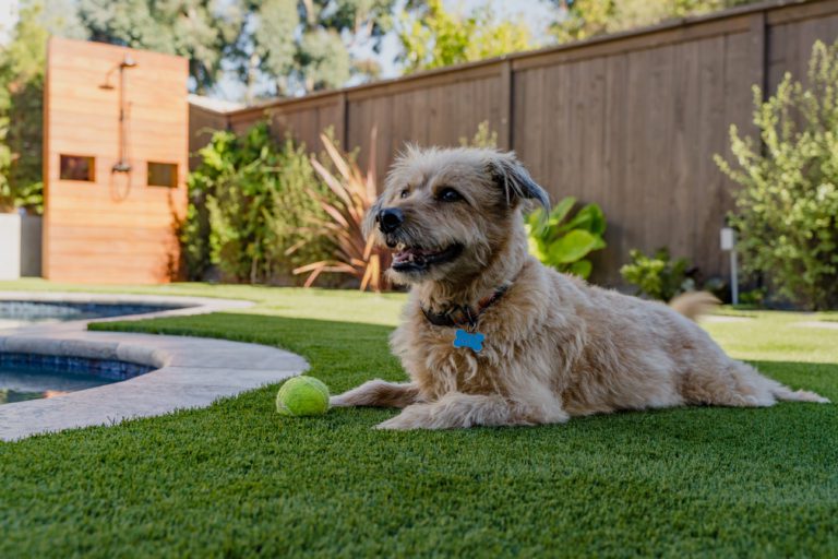 Cute dog relaxing on cool pet turf