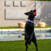 a photo of an athletic black Labrador catching an orange ball in an artificial turf backyard
