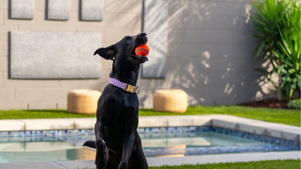 a photo of a black dog jumping to catch an orange ball